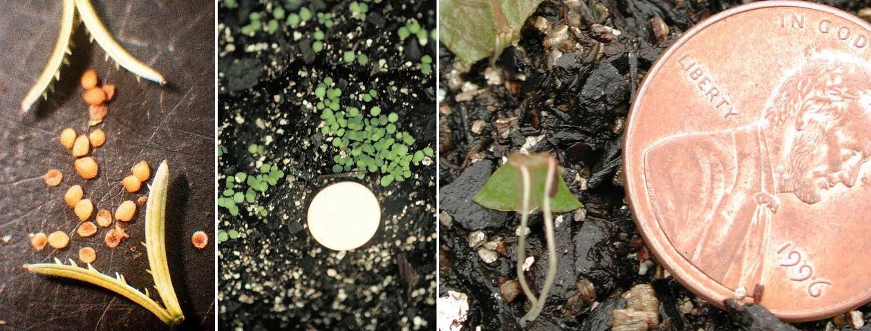 Figure 5. Capsule with seeds (left), seedlings (center), and rooted leaf fragment (right) of East Indian hygrophila.