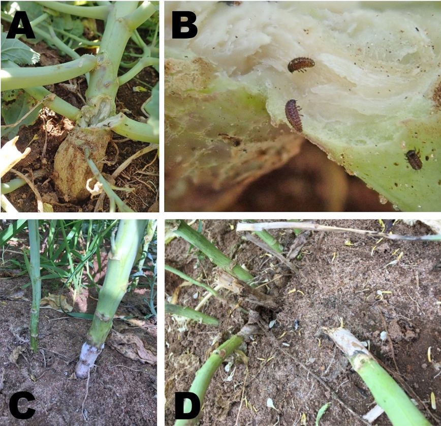 Stalk damage due to freeze can lead to pest infestation, such as yellowmargined leaf beetle larvae (A and B), Sclerotinia stem rot (C), and/or stem breakage (A and D). UF/IFAS West Florida Research and Education Center, Jay, FL.