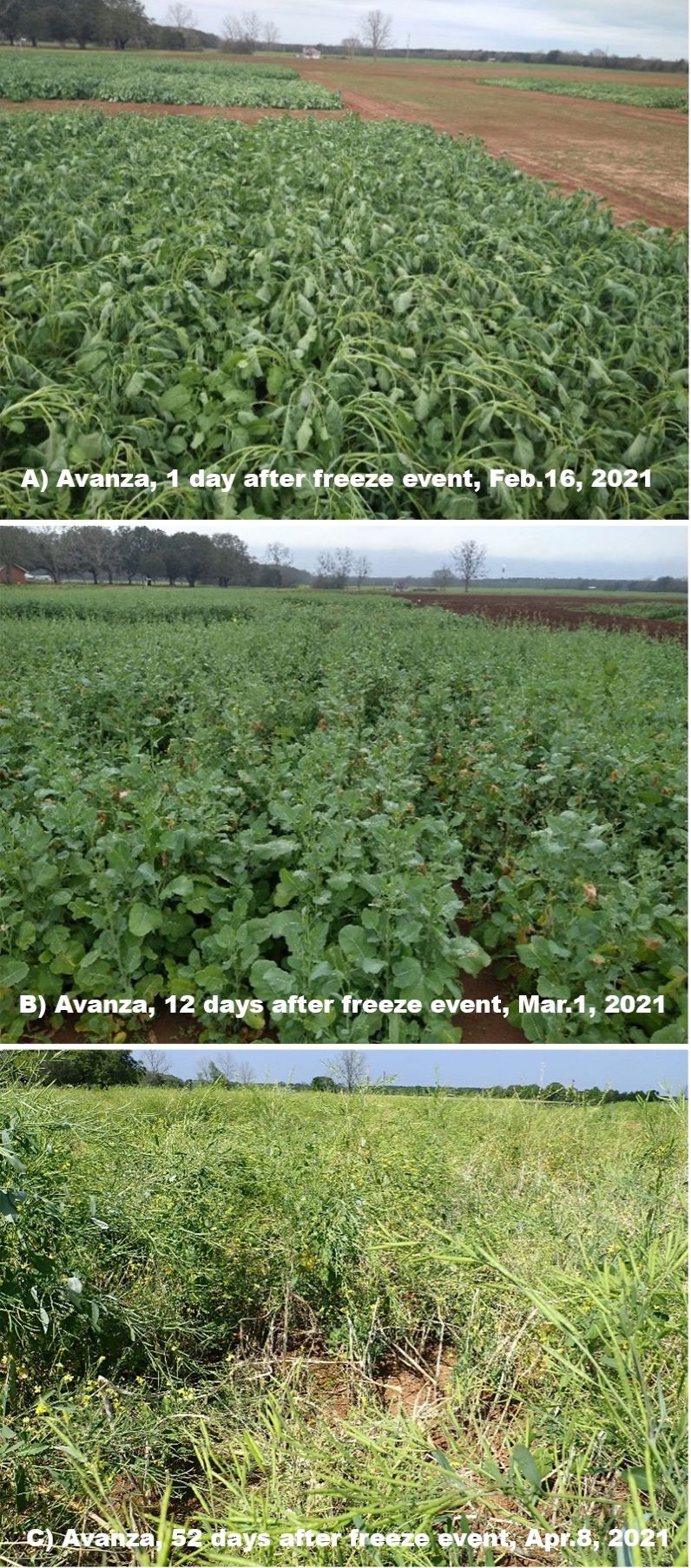 Freeze damage observed a day after a hard freeze event in the commercial variety Avanza at the bolting growth stage (A, February 16, 2021), 12 days after the freeze (B, March 1, 2021) and at pod fill (C, April 8, 2021). This plot suffered 55% damage at pod fill (note: damage assessment was based on lodging and death of the main stem in the plant). UF/IFAS West Florida Research and Education Center, Jay, FL. 