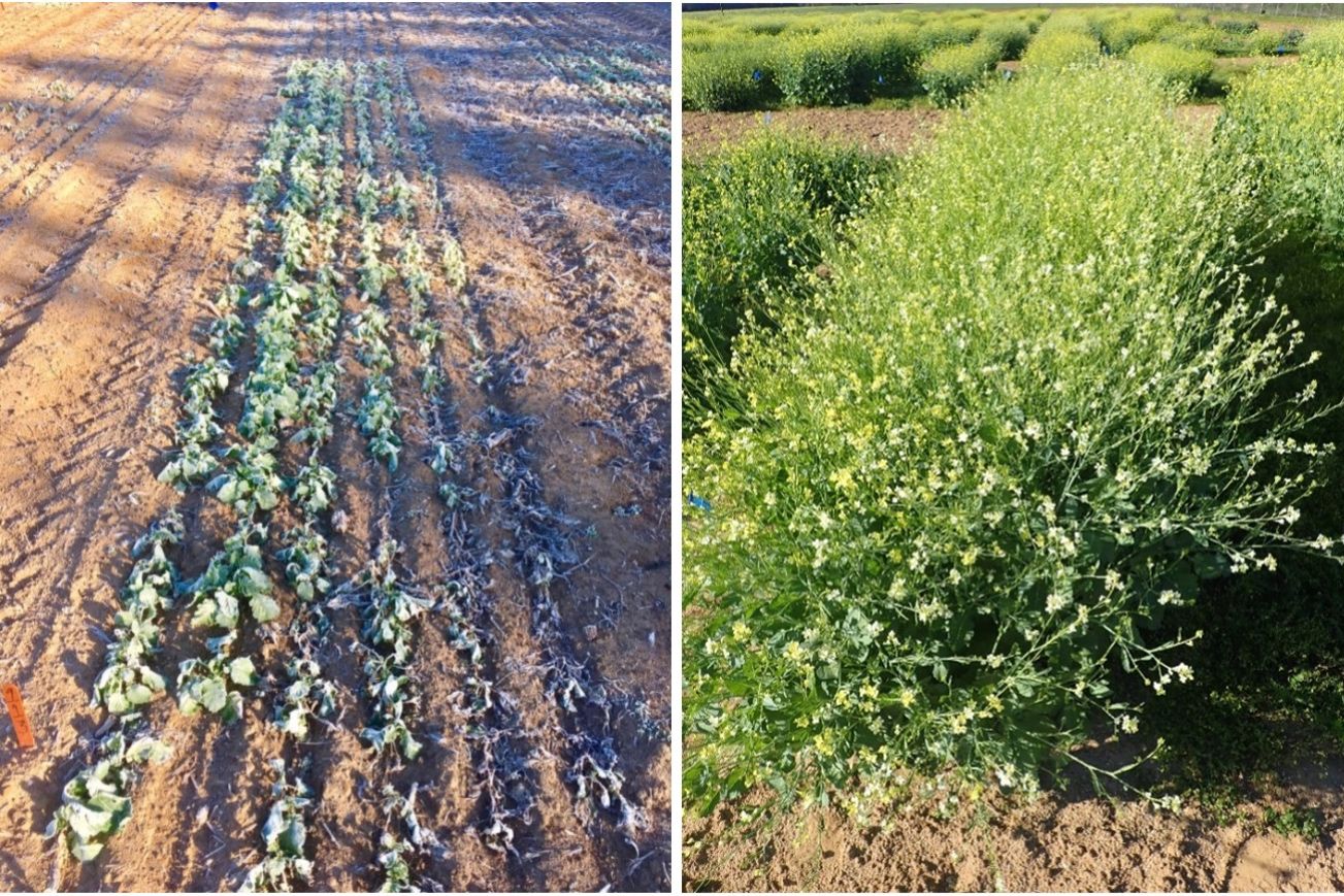 The same carinata plot shown after a hard freeze (left, January 19, 2018) and during flowering (right, March 21, 2018). This plot suffered 25% mortality. Note that increased branching can fill in the gaps, although secondary branches are not as productive as primary branches. UF/IFAS West Florida Research and Education Center, Jay, FL.