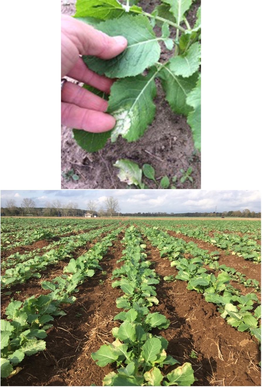 Leaf bleaching is typically evident 1–2 weeks after a freeze event in carinata at the rosette stage. The crop will outgrow this level of damage. UF/IFAS West Florida Research and Education Center, Jay, FL. 