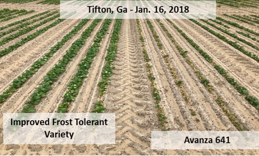 Freeze-tolerant carinata lines derived through breeding programs show promise for tolerating hard freeze events and may become available to the region in the near future.