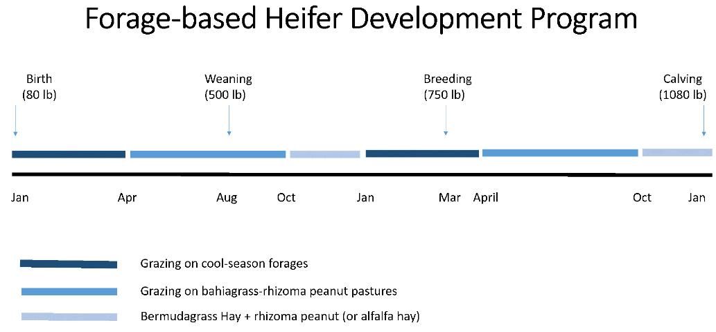 Figure 6. A model for a forage-based heifer development program.