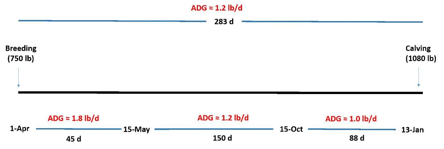 Management plan from breeding to calving.