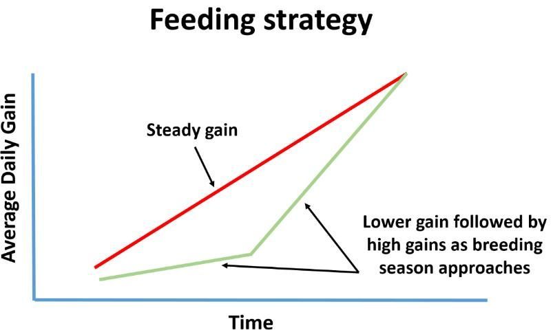 Conceptual model of two different heifer development programs.