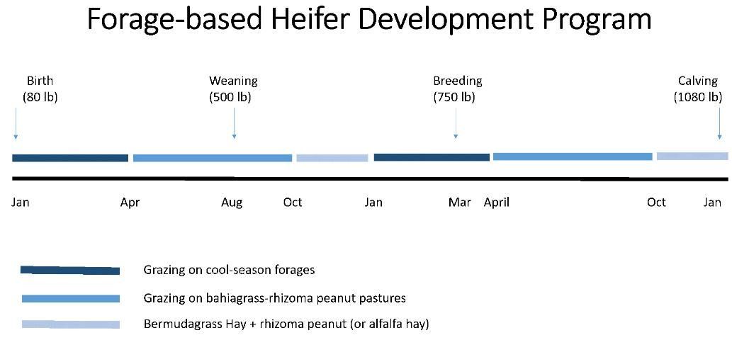A model for a forage-based heifer development program.
