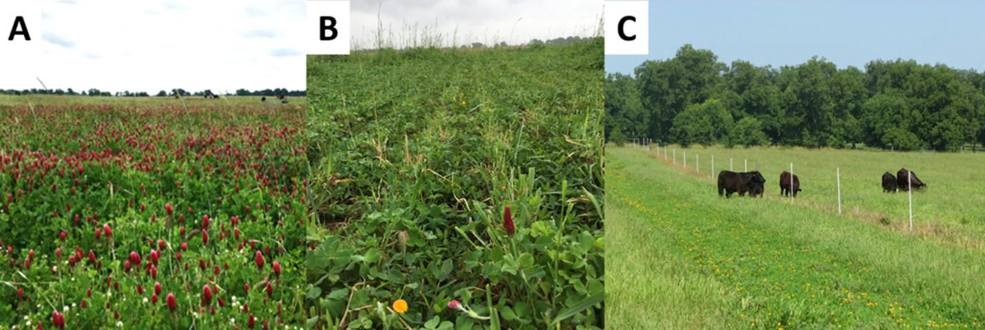 Figure 8. Overseeding of cool-season forages on strip-planted rhizoma peanut in Marianna, FL. A. Cool-season mixture of FL 401 rye-RAM oat-Dixie Crimson-Southern Belle red clover-ball clover. B. Transition period during the spring. C. Strip-planted rhizoma peanut growing during the summer.