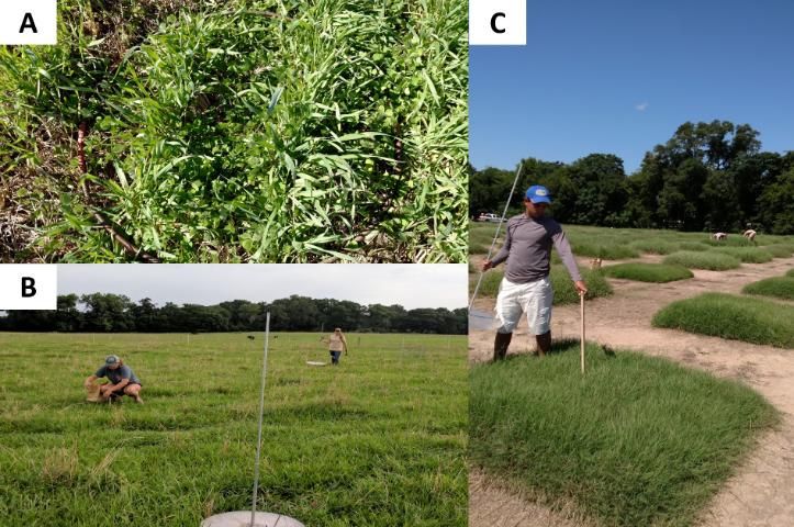 Figure 1. Techniques of forage evaluation. A) Quadrat to harvest forage samples. B) Disk-meter to measure canopy height for correlating with herbage mass and hand-plucked samples for nutritive value. C) Ruler to measure canopy height. Note that, when using the plate meter, the plate has to be raised to the top of the disk rod before dropping to obtain consistent readings.