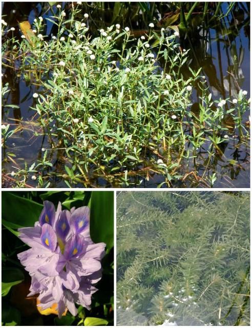 Figure 3. Alligatorweed (Alternanthera philoxeroides), water hyacinth (Eichhornia crassipes), and hydrilla (Hydrilla verticillata). All three species are on the Florida Prohibited Aquatic Plant List, and hydrilla is also on the Federal Noxious Weed List. FDACS DPI oversees and enforces the Florida Prohibited Aquatic Plant List.