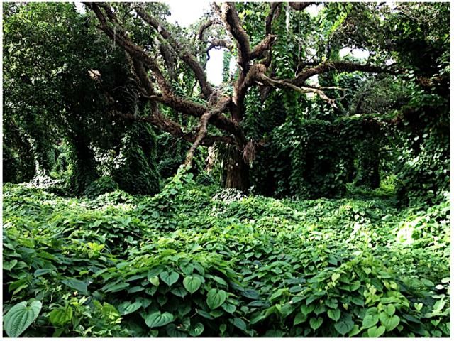 Figure 2. Air potato (Dioscorea bulbifera) invasion in south Florida (Broward County). Air potato is on the Florida Noxious Weed List. FDACS DPI oversees and enforces this list.