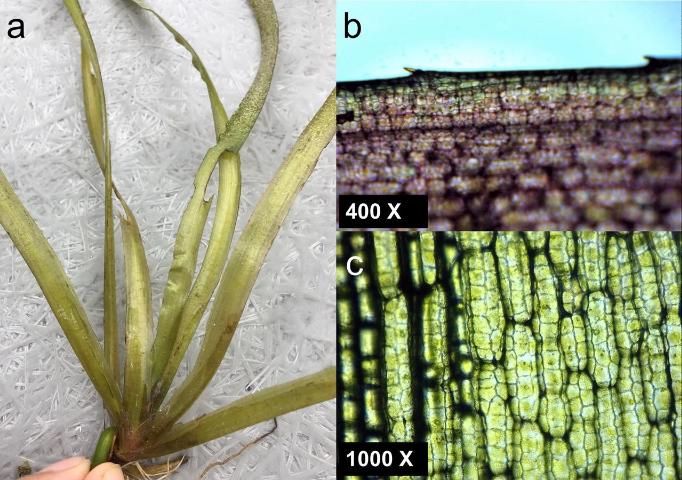 Figure 2. a) Tapegrass (Vallisneria americana) leaves grow in clusters (rosettes). b) Leaves under 400x magnification. c) Leaves under 1000x magnification. Notice that tapegrass leaves are thin and flat with toothed margins and lack stomata.