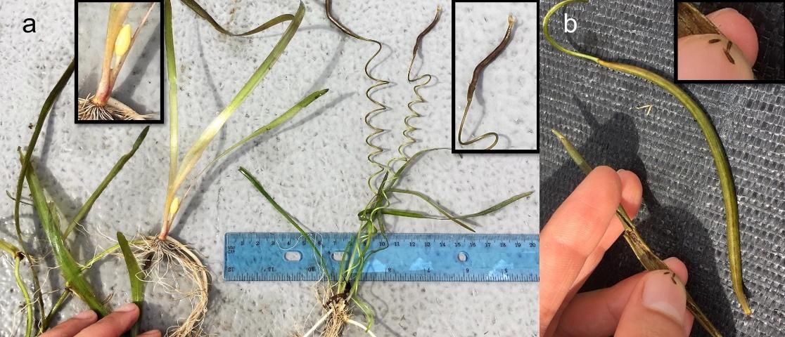 Figure 5. a) Tapegrass (Vallisneria americana) staminate flower on the male plant on the left, and seedpod on the female plant on the right. b) Seedpods carry hundreds of tiny seeds, which are about 1.6 mm or 1/16 of an inch in size.