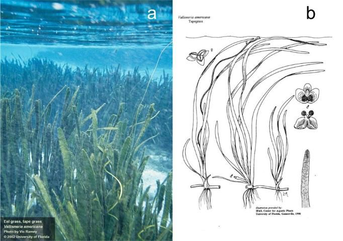 Figure 1. Tapegrass, Vallisneria americana. a) Tapegrass underwater meadow. b) Illustrations of male and female plants.