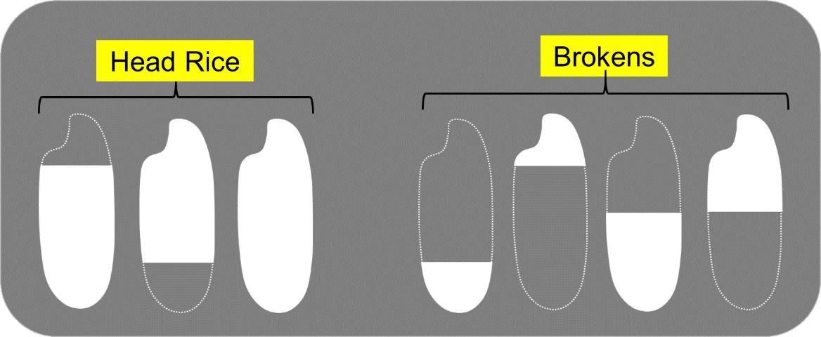 Figure 4. Schematic showing head rice (kernels that are at least three-fourths of an original kernel length) and broken rice kernels (also called 