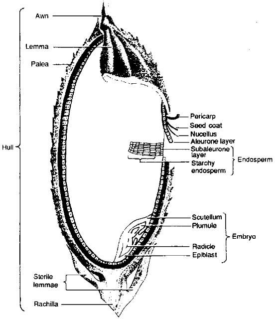 Figure 1. Longitudinal section of a rough rice kernel. Adapted from Juliano and Aldama (1937).