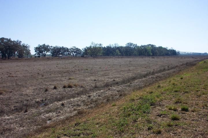 Figure 2. Damage to perennial pasture due to saltwater intrusion immediately following Hurricane Rita in late September of 2005.