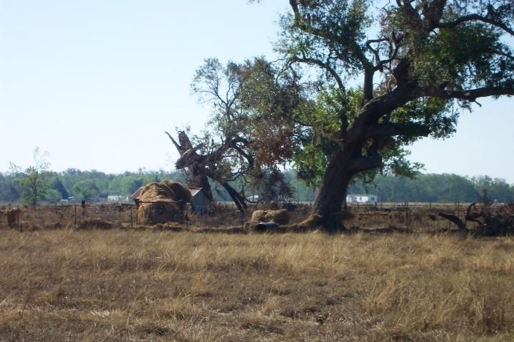 Figure 1. Damage to trees and hay caused by Hurricane Rita in late September of 2005.