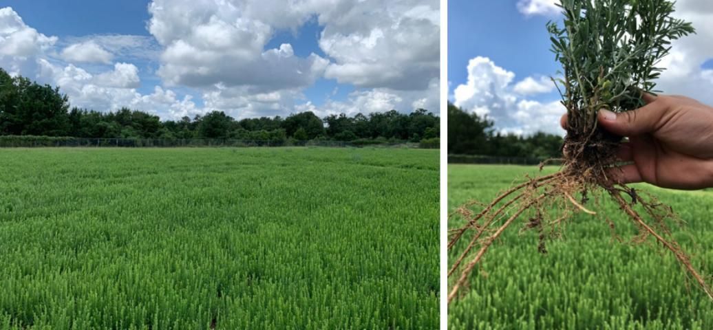 left image: lush green pasture; right image: hand holding a single plant including roots