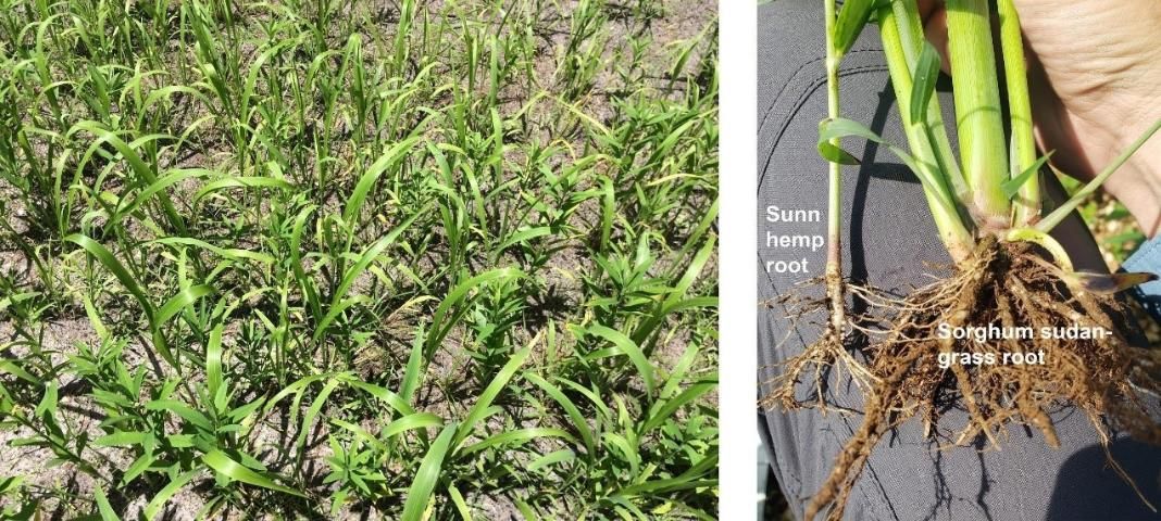 Figure 2. Sunn hemp and sorghum sudangrass grown in mixture at five weeks after planting (left) and mature sunn hemp and sorghum sudangrass roots (right).