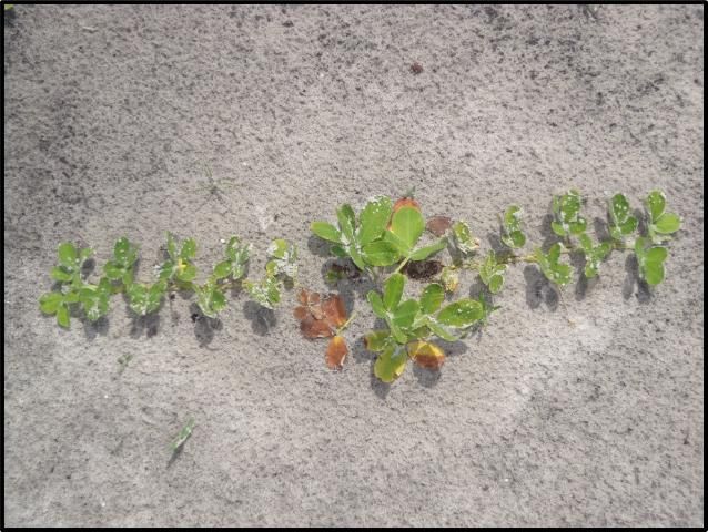 Figure 1. Pintoi peanut stolons (runners) growing parallel to the soil surface.