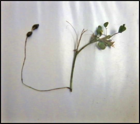 Figure 3. Part of a pintoi peanut stolon (runner) with one peg and two pods attached. Like pods of edible peanut, pintoi peanut pods remain underground.