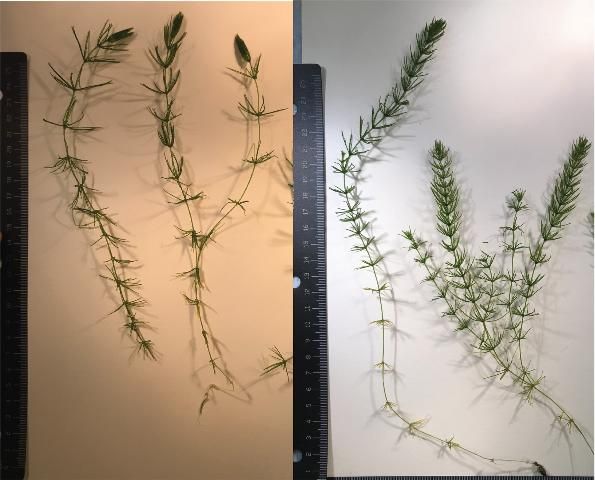Figure 4. Chara plants. Left: Chara zeylanica. Right: C. haitensis.