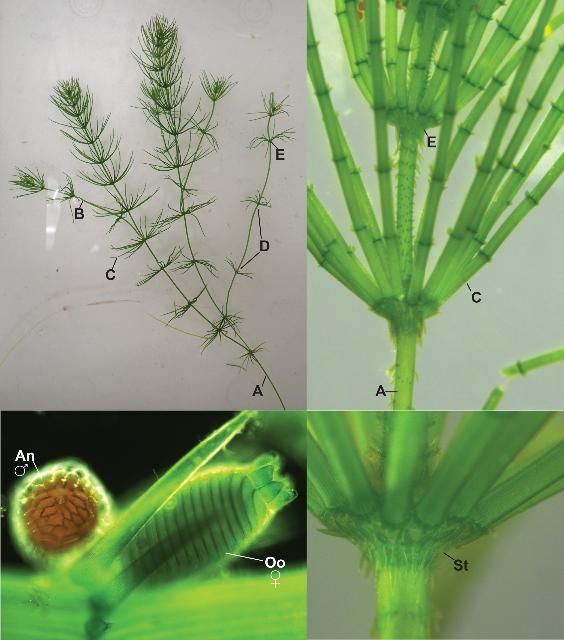 Figure 2. (Top left to right) The basic morphology of Chara, including the main stem or axis (A), branches (B), whorl of branchlets (C), internode (D), and the nodes (E). (Bottom left to right) Male and female reproductive structures in Chara, including the female oogonium (Oo) and the male antheridium (An). Stipulodes (St) morphology is often a method used to identify species.