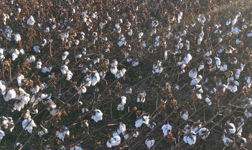 Figure 3. Lodged or leaning cotton may occur after severe storms. This will reduce row visibility and increase intertwining of branches, resulting in reduced picker efficiency.