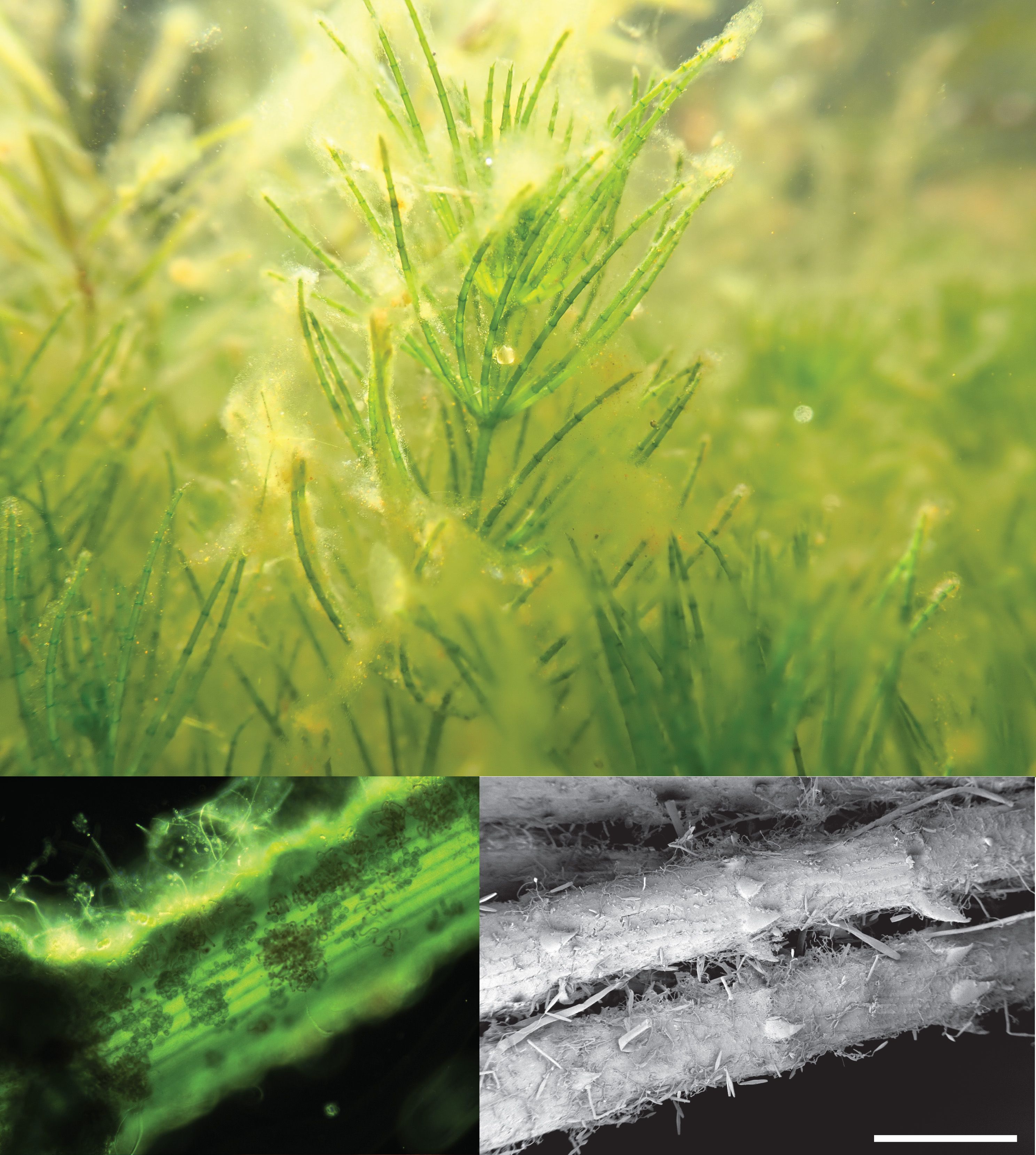 Las plantas de Chara en el campo se encuentran generalmente cubiertas de organismos acuáticos epifitos que sólo los métodos de microscopía como la microscopía óptica (abajo a la izquierda) o la microscopía electrónica de barrido pueden revelar (abajo a la derecha). 