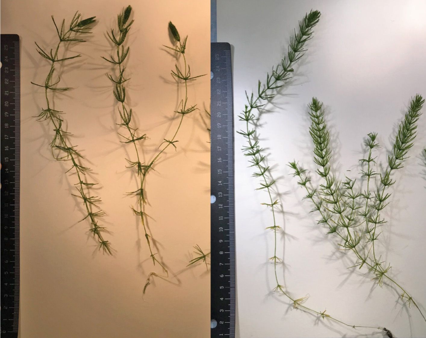 Plantas de Chara. Izquierda: Chara zeylanica. Derecha: C. haitensis. 