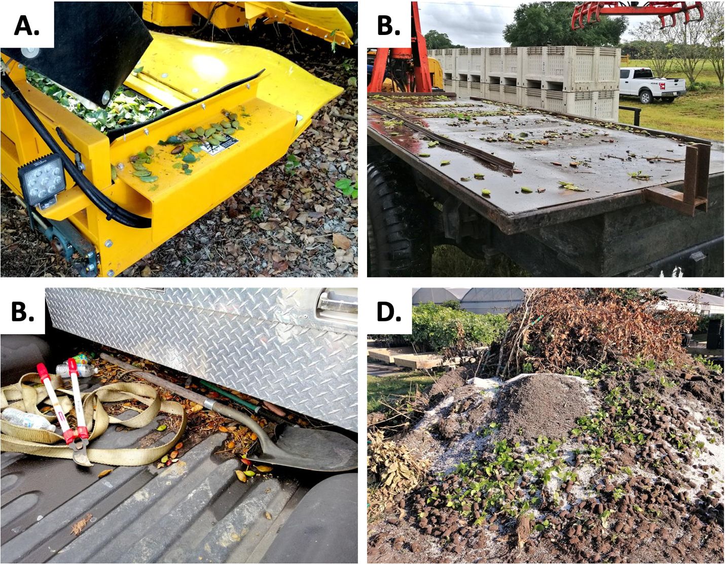 Machinery used during harvest and pruning accumulating loose seeds which may escape during transport (A–C) and nursery waste containing viable propagation materials such as rejected rootstock and seed (D). 