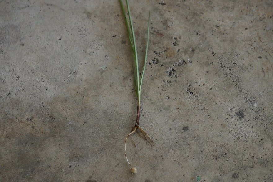 Yellow nutsedge tuber at the end of a rhizome. 