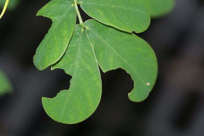 Leaf damage (characteristic irregular, semicircular notches) on sicklepod from Diaprepes root weevil. 