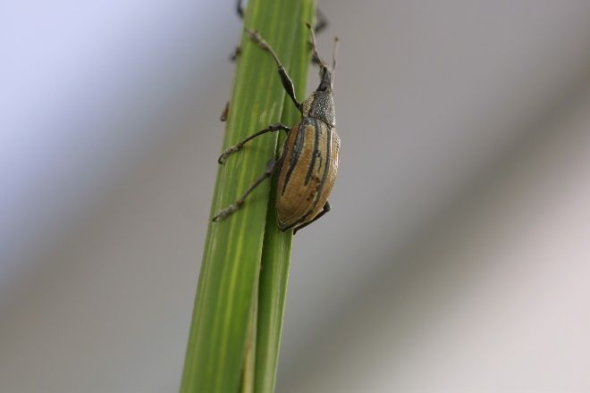 Adult Diaprepes root weevil on a sugarcane leaf cemented with a thick substance for protection of eggs. 