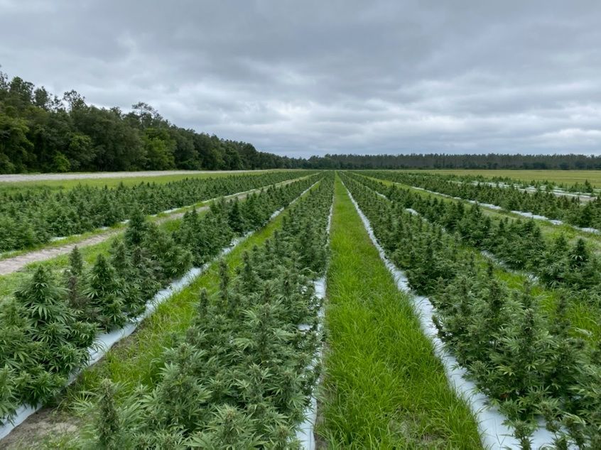 Hemp grown on commercial scale for CBD production. St. Lucie County, FL.  