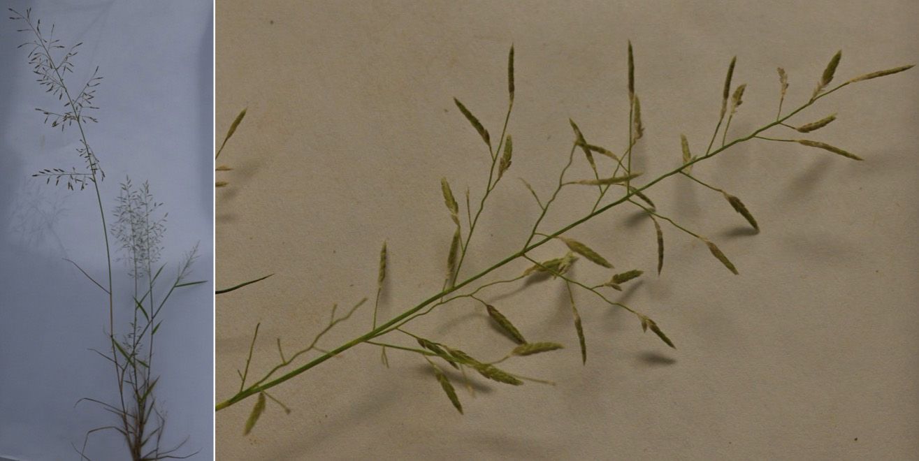 Mediterranean lovegrass (Eragrostis barrelieri). 