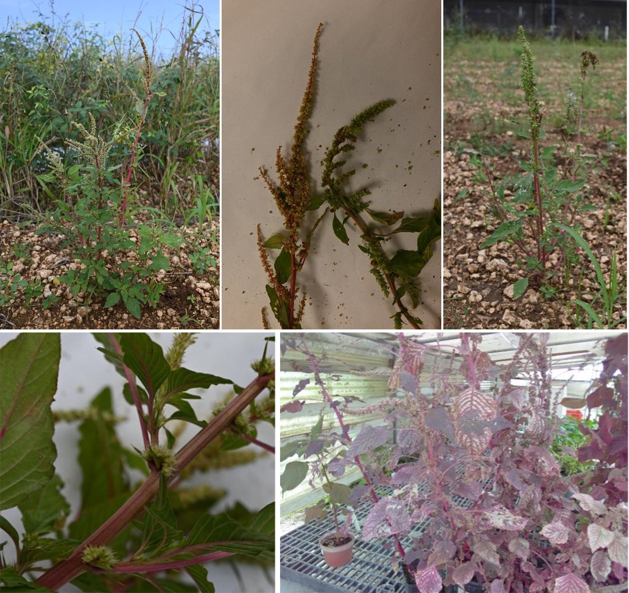 Top left: Spiny amaranth (Amaranthus spinosus). Top center: Flowers of spiny amaranth (left) and smooth pigweed (right). Top right: Smooth pigweed (Amaranthus hybridus). Bottom left: Spines along the stem of spiny amaranth, which are not present on smooth pigweed. Spiny amaranth also has slightly smaller floral bracts and a less “hairy” appearance. Bottom right: Smooth pigweed in the red form (with melonworm infestation).