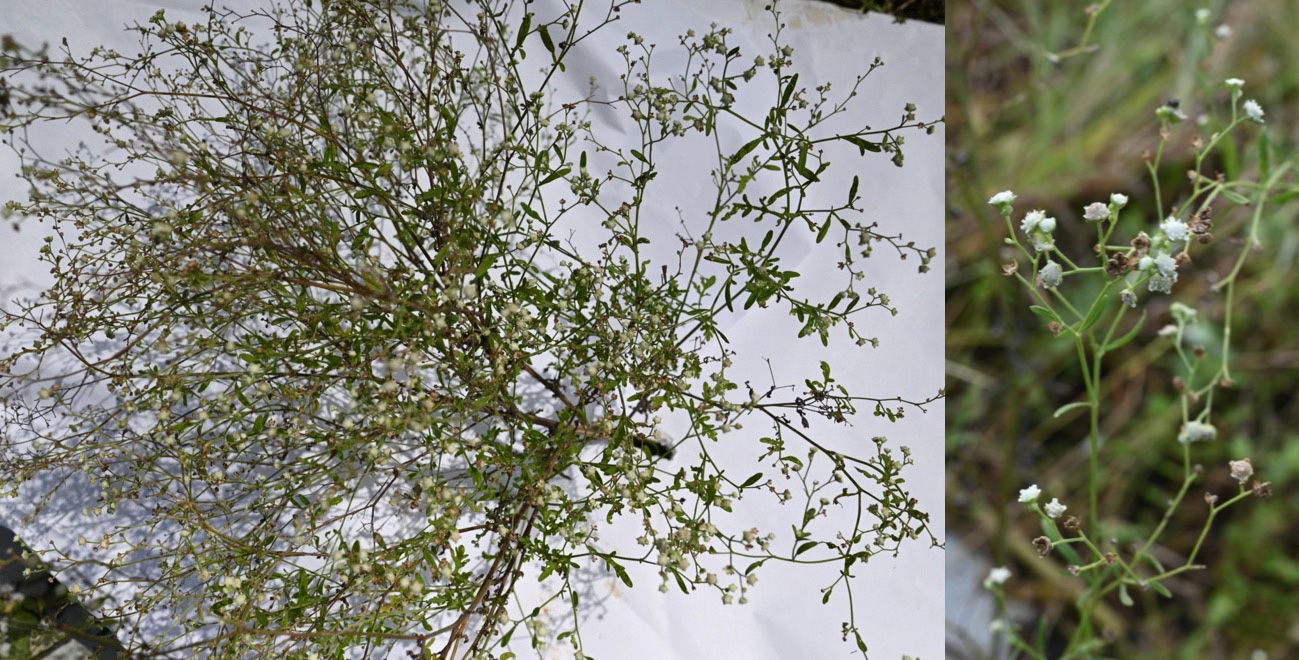 Ragweed parthenium (Parthenium hysterophorus). 