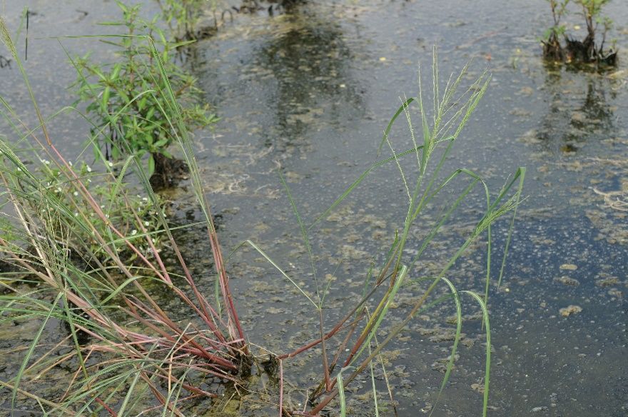 Bearded sprangletop (in the foreground) in a flooded field. 