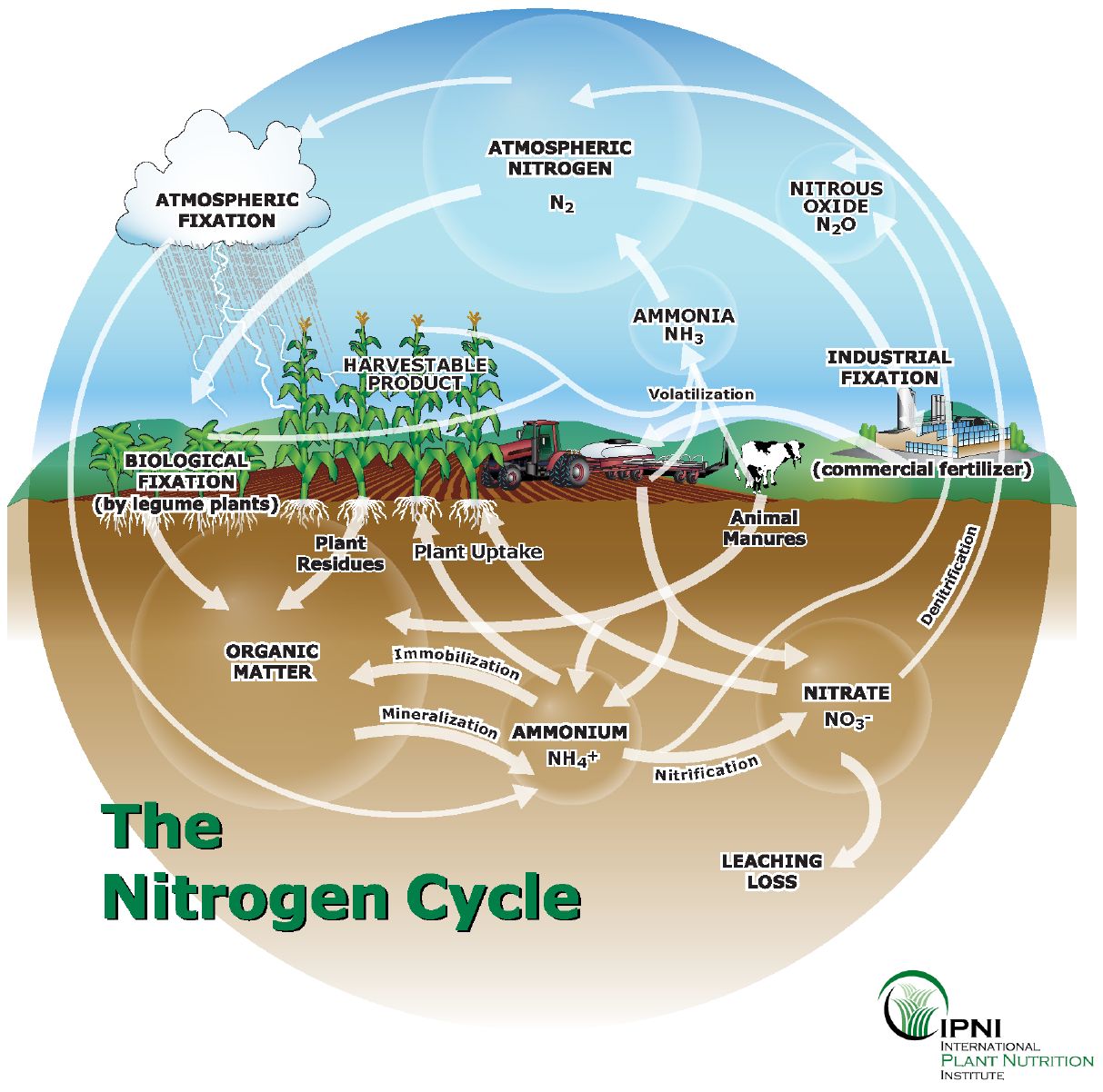 Nitrogen cycle. 