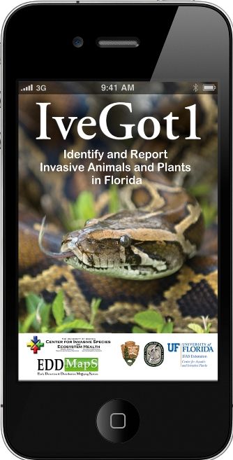 Use the IveGot1 smartphone app to report invasive animals and plants in Florida, or call the FFWCC’s Exotic Species Hotline at 888-IVE-GOT1 (483-4681). 