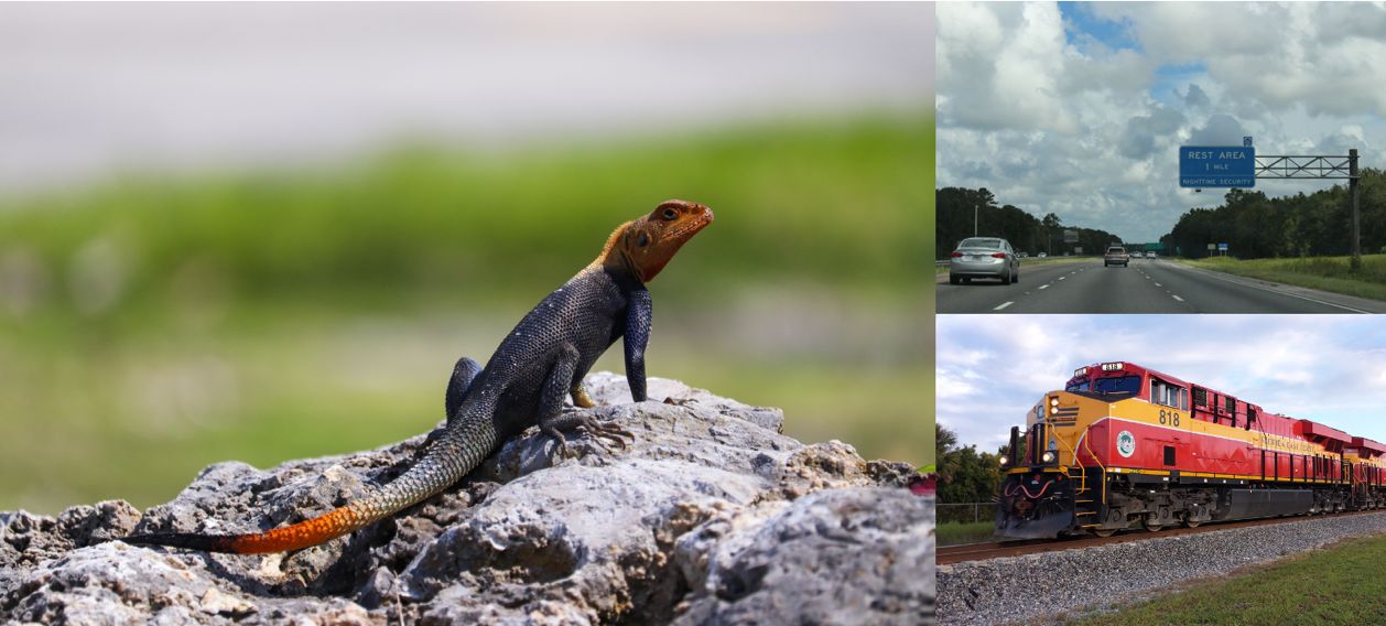 Peter’s rock agama (left) and other invasive lizards can move long distances by hitchhiking on cars, in freight on trains, and through intentional release by humans. 