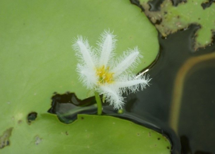 Water snowflake. 