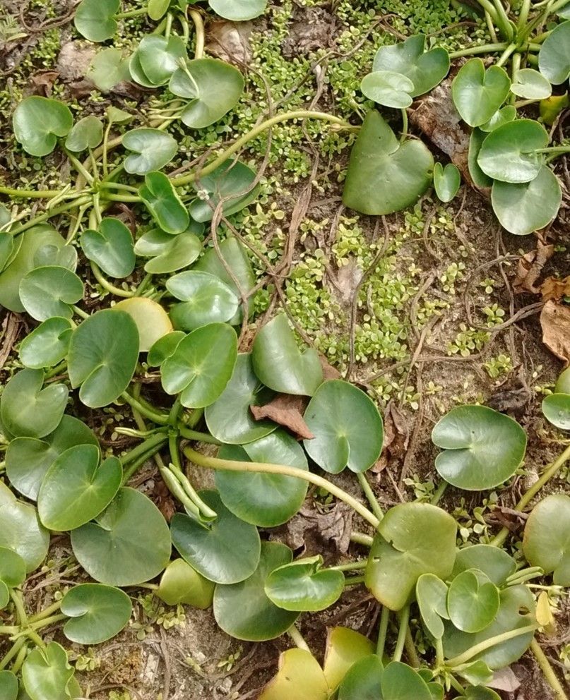 Humboldt’s floatingheart mother plants and seedlings in a dry canal in Puerto Rico. 