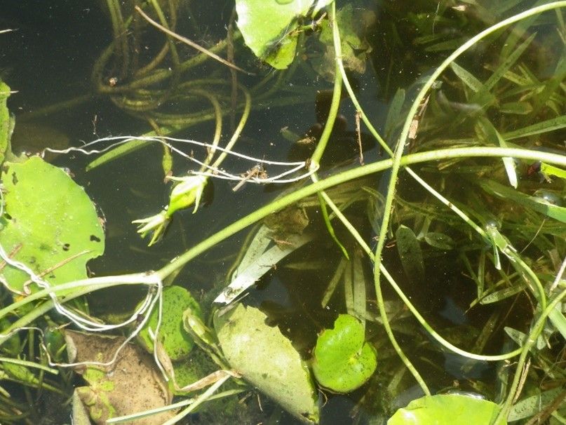 Adventitious roots on yellow floatingheart stems. 