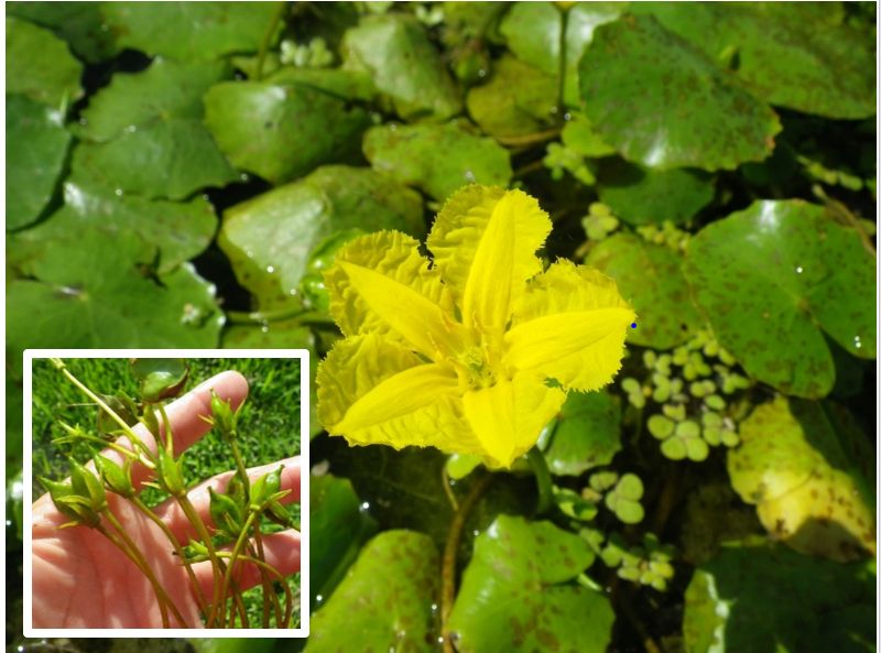 Yellow floatingheart (inset: seed capsules). 