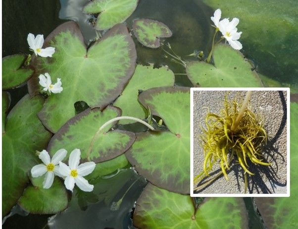 Crested floatingheart (inset: ramet). 