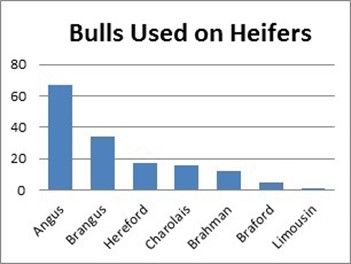 Bull breeds used on heifers.
