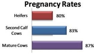 Average pregnancy rates.