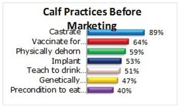 Methods used before marketing calves.